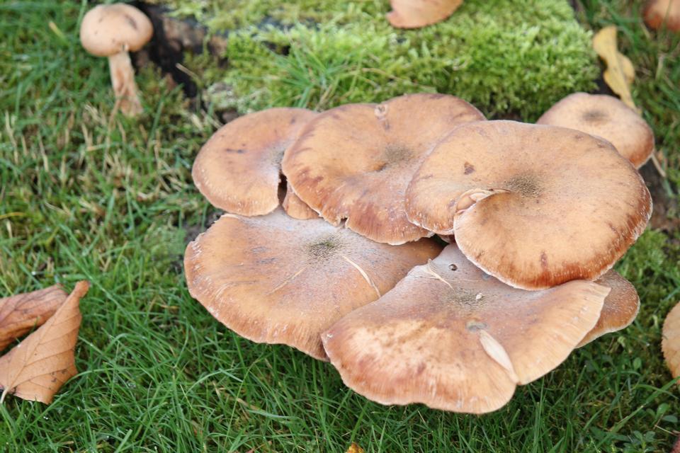 Free download high resolution image - free image free photo free stock image public domain picture  mushrooms, nature