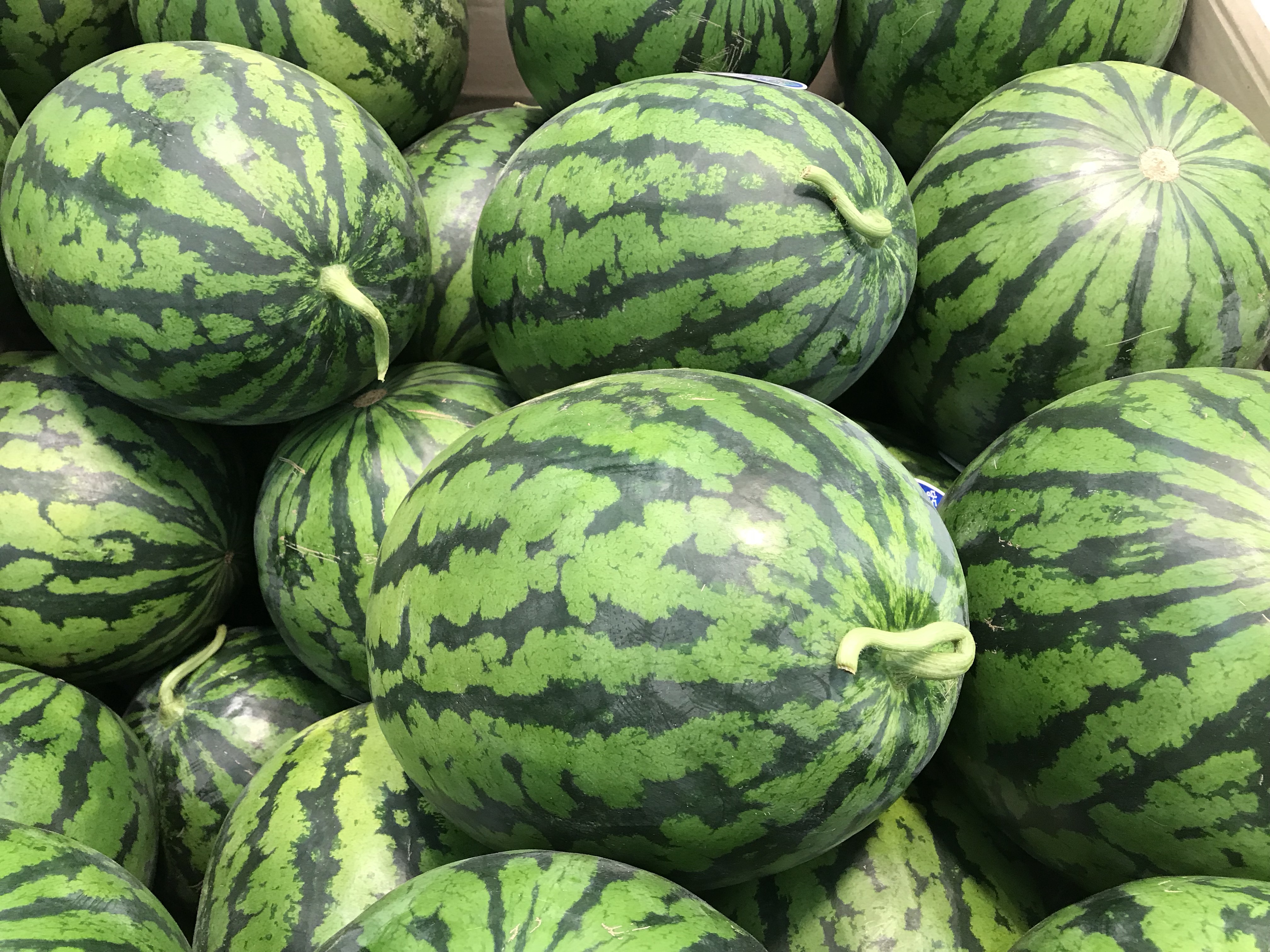 Free download high resolution image - free image free photo free stock image public domain picture -Many big sweet green watermelons