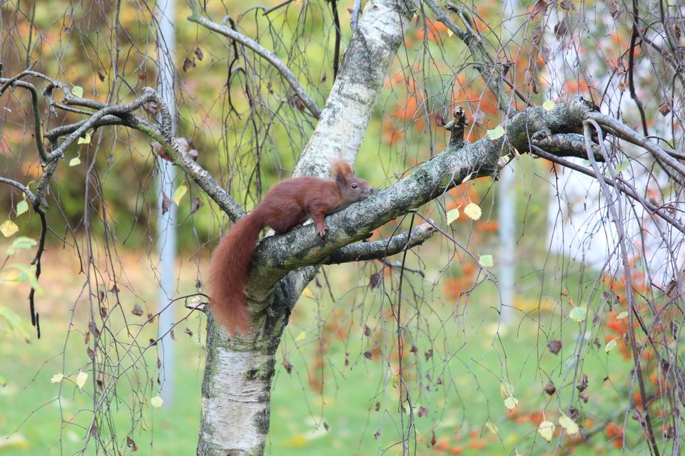 Free download high resolution image - free image free photo free stock image public domain picture  squirrel, tree