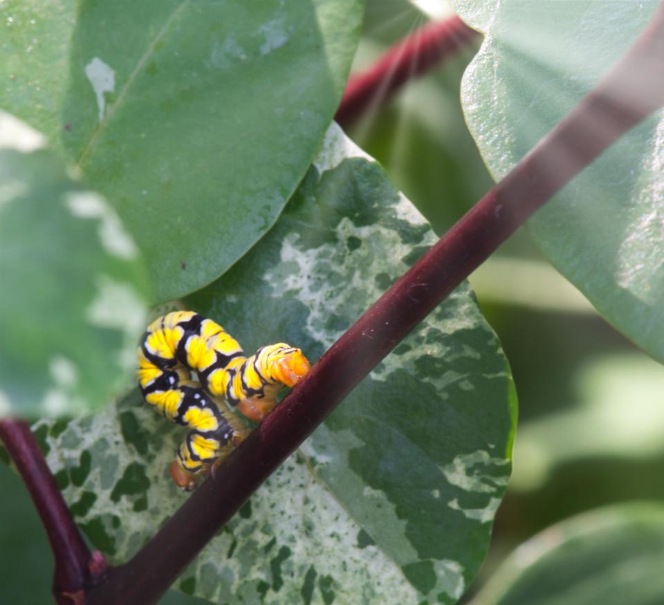 Free download high resolution image - free image free photo free stock image public domain picture  A caterpillar found guilty from eating my plants