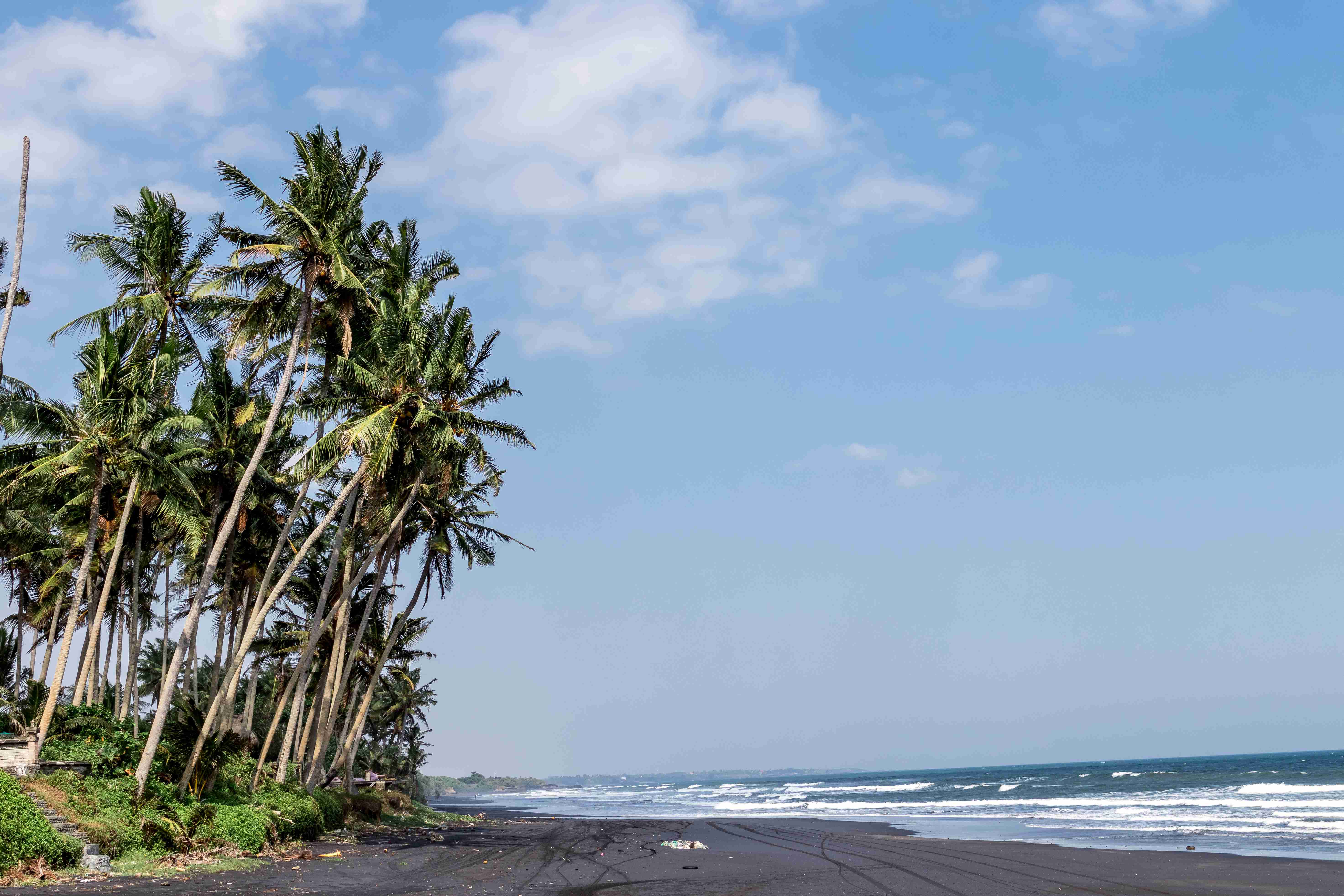 Free download high resolution image - free image free photo free stock image public domain picture -Beautiful palms. Bali island. Indonesia