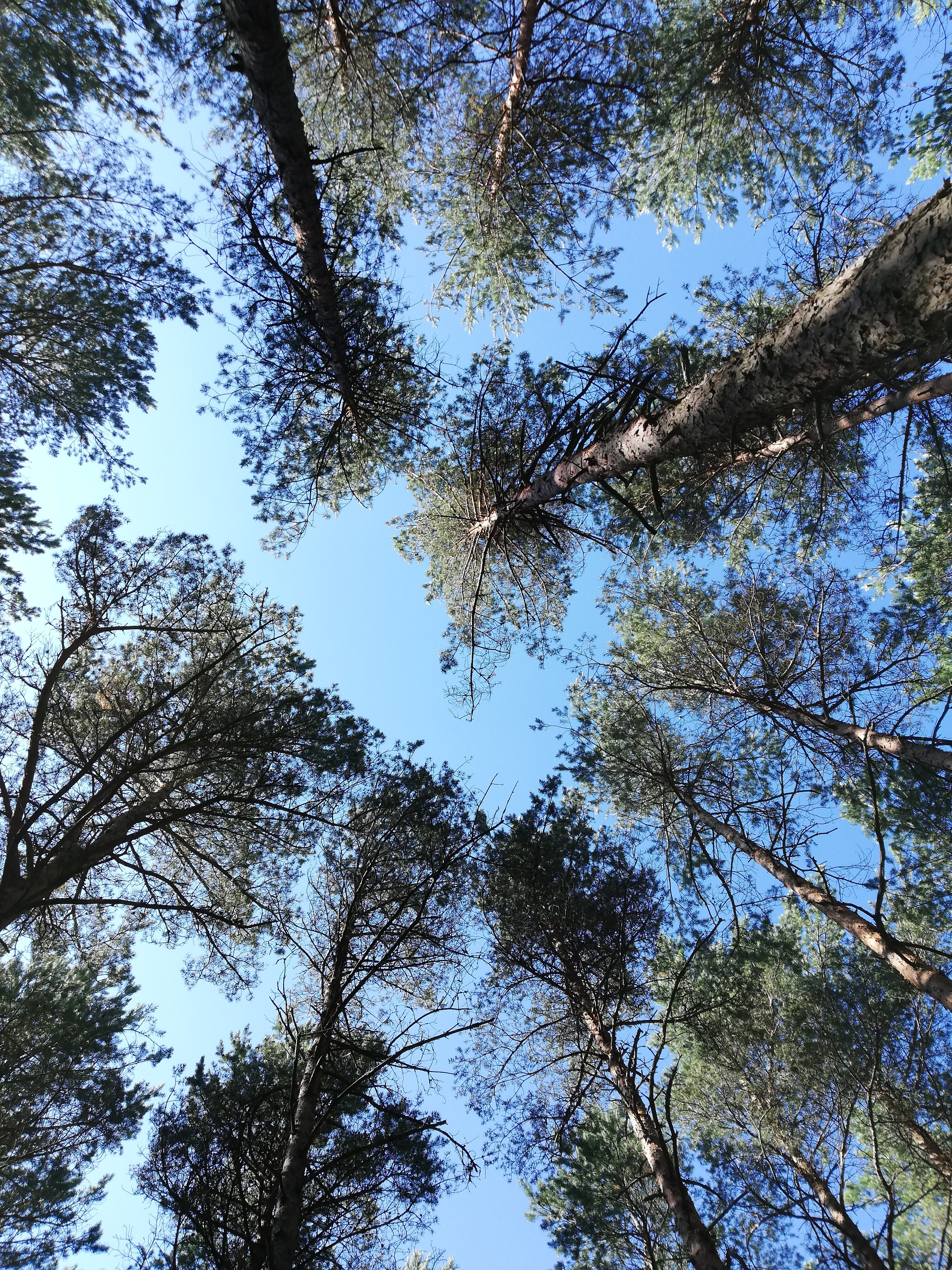 Free download high resolution image - free image free photo free stock image public domain picture -Looking up into the trees