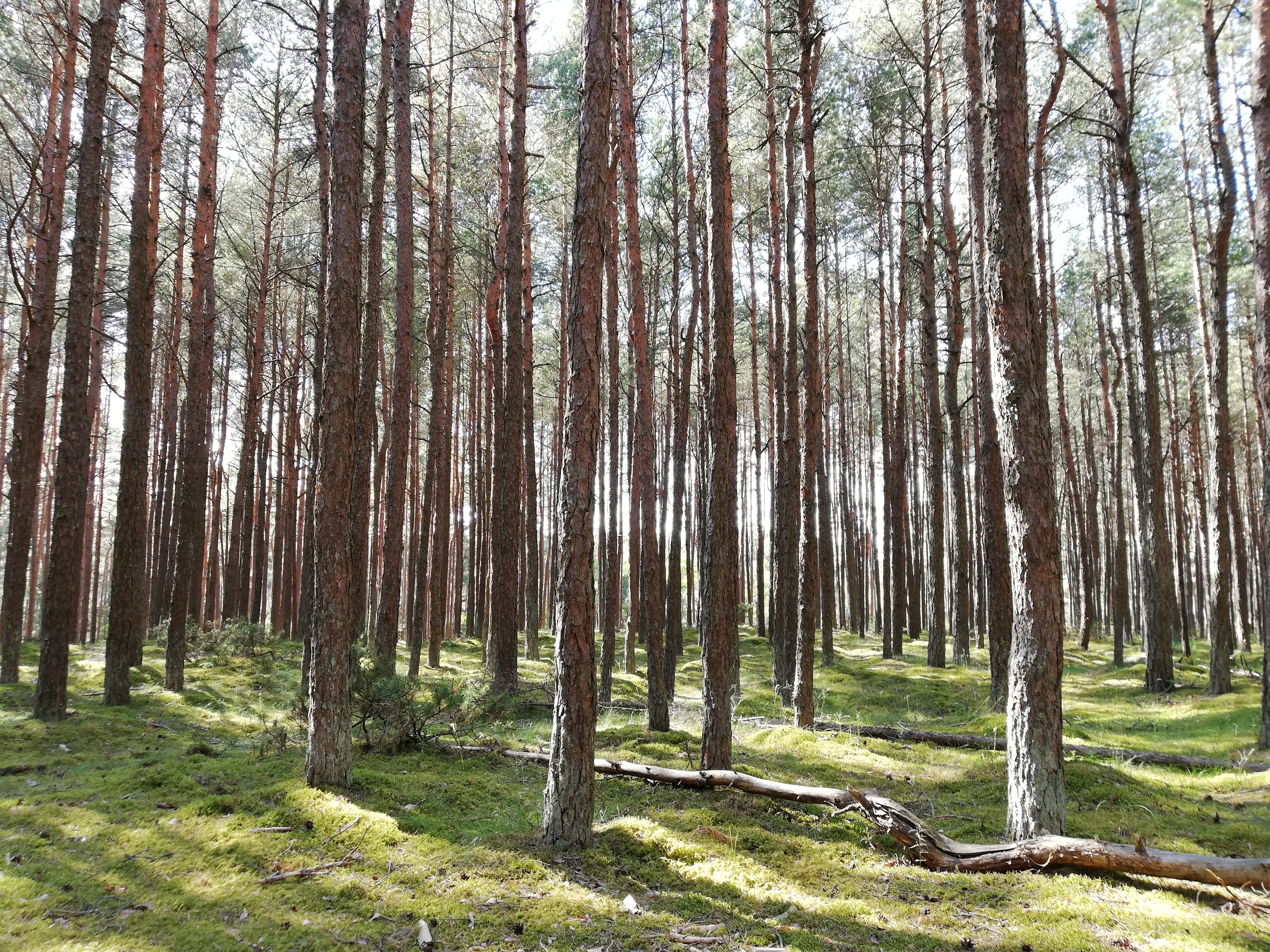 Free download high resolution image - free image free photo free stock image public domain picture -Sunny forest