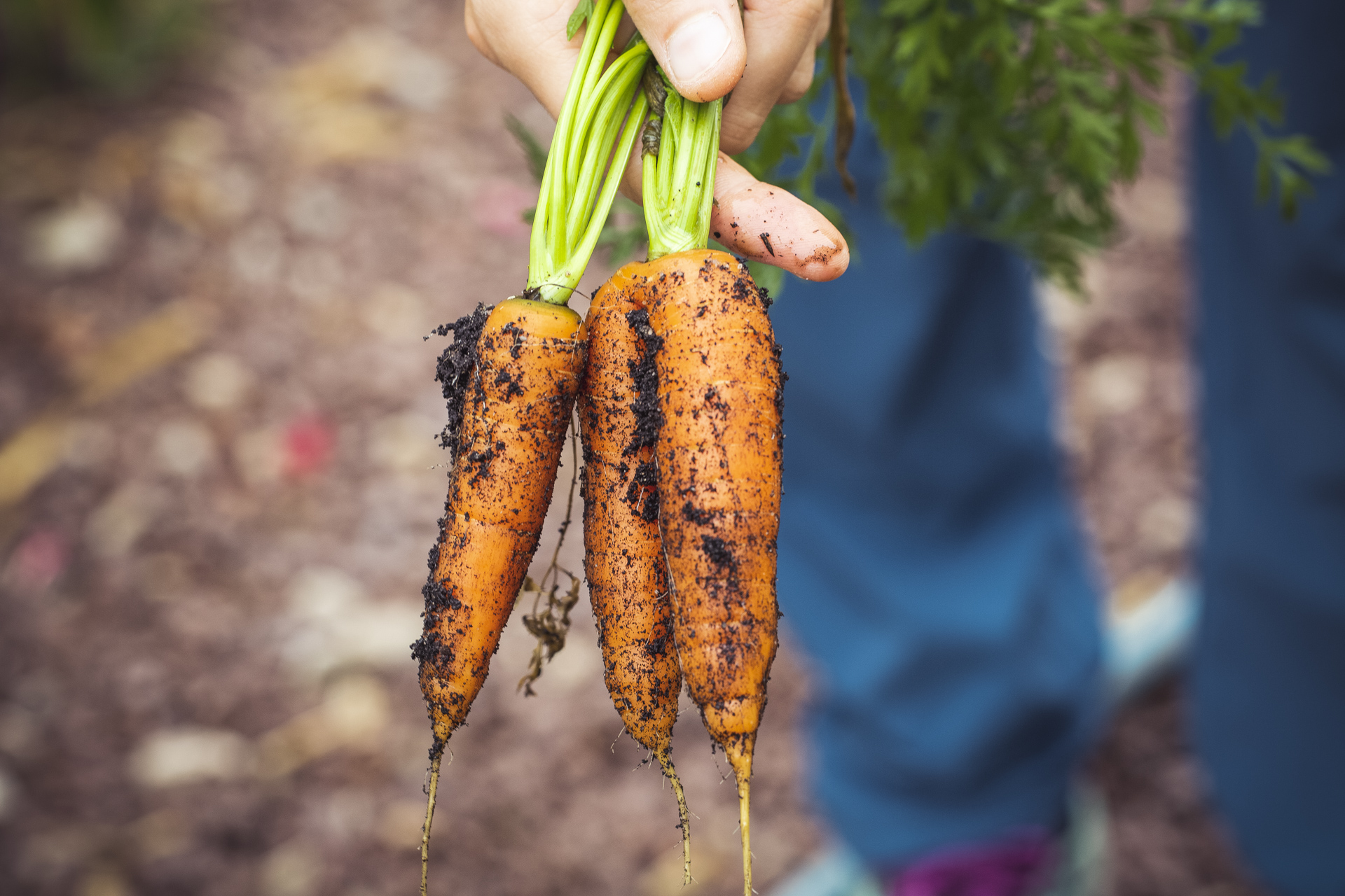 Free download high resolution image - free image free photo free stock image public domain picture -urban gardening vegetable harvest crop