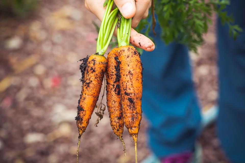 Free download high resolution image - free image free photo free stock image public domain picture  urban gardening vegetable harvest crop