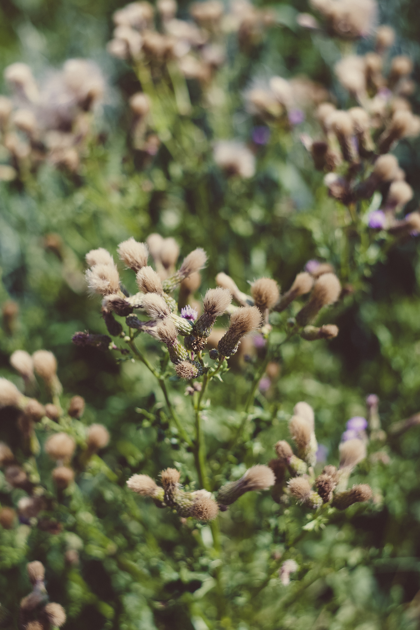 Free download high resolution image - free image free photo free stock image public domain picture -Wilderness Plant Flora and Fauna