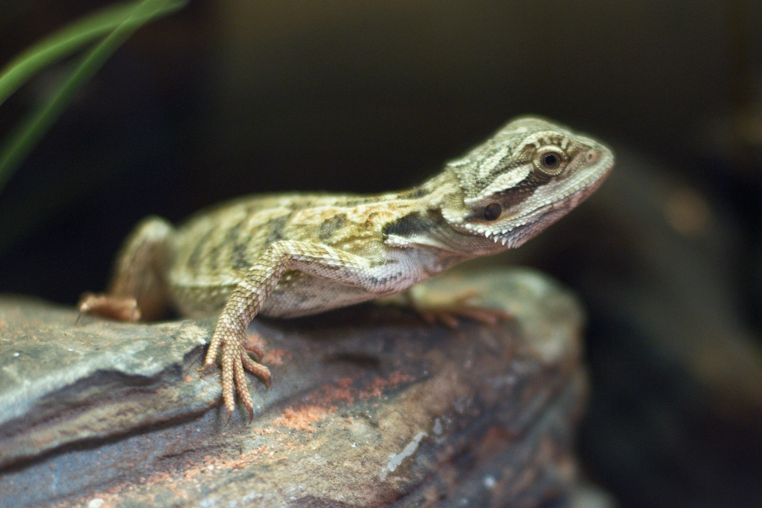 Free download high resolution image - free image free photo free stock image public domain picture -lizard