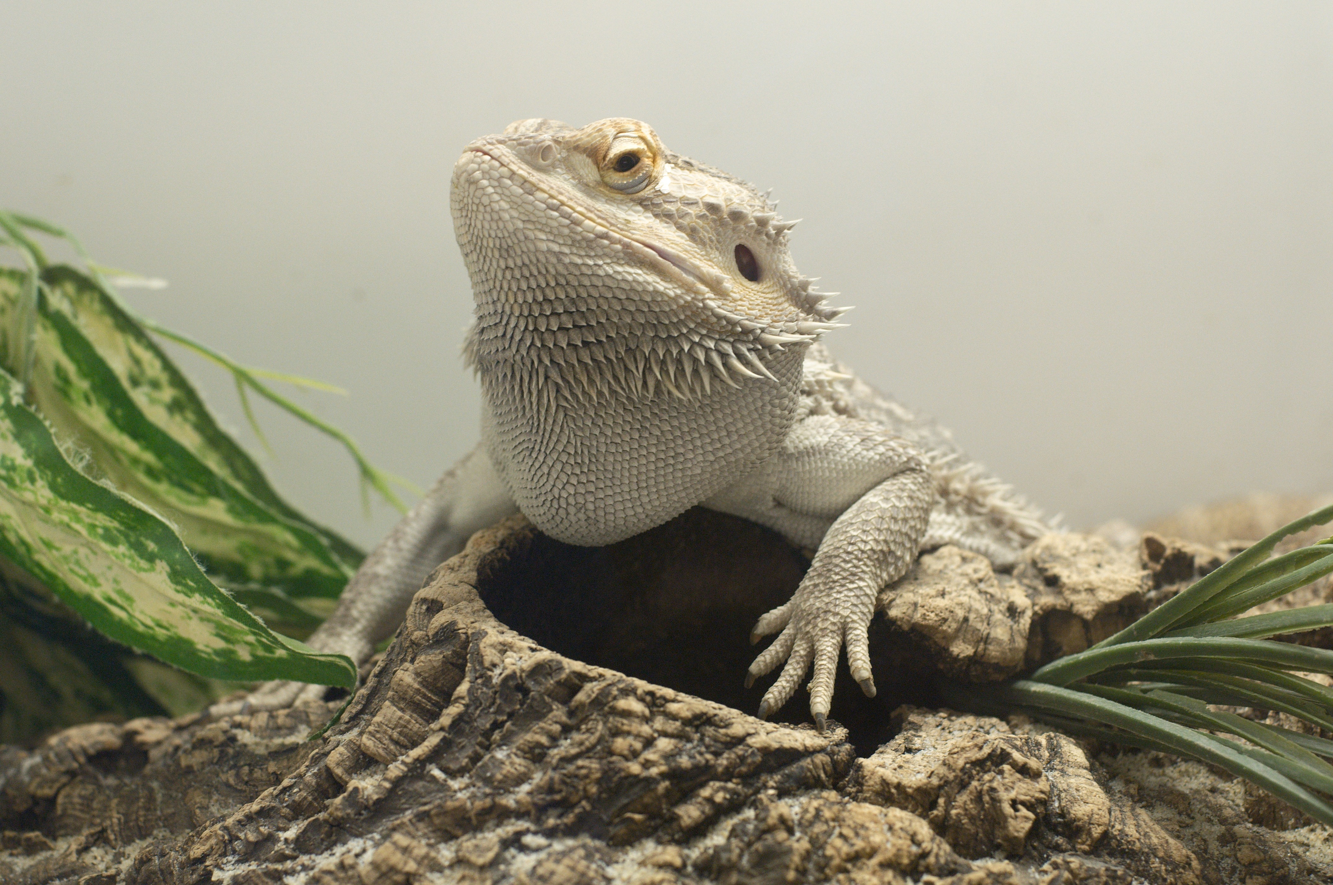 Free download high resolution image - free image free photo free stock image public domain picture -lizard