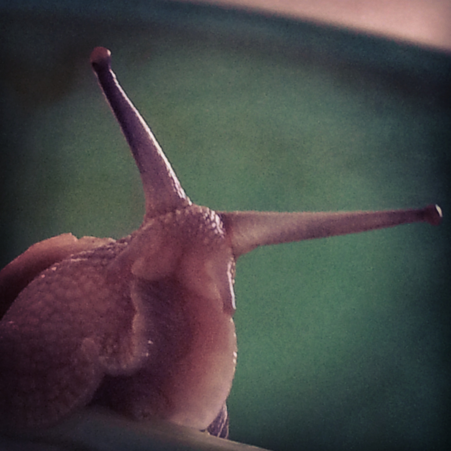 Free download high resolution image - free image free photo free stock image public domain picture -snail