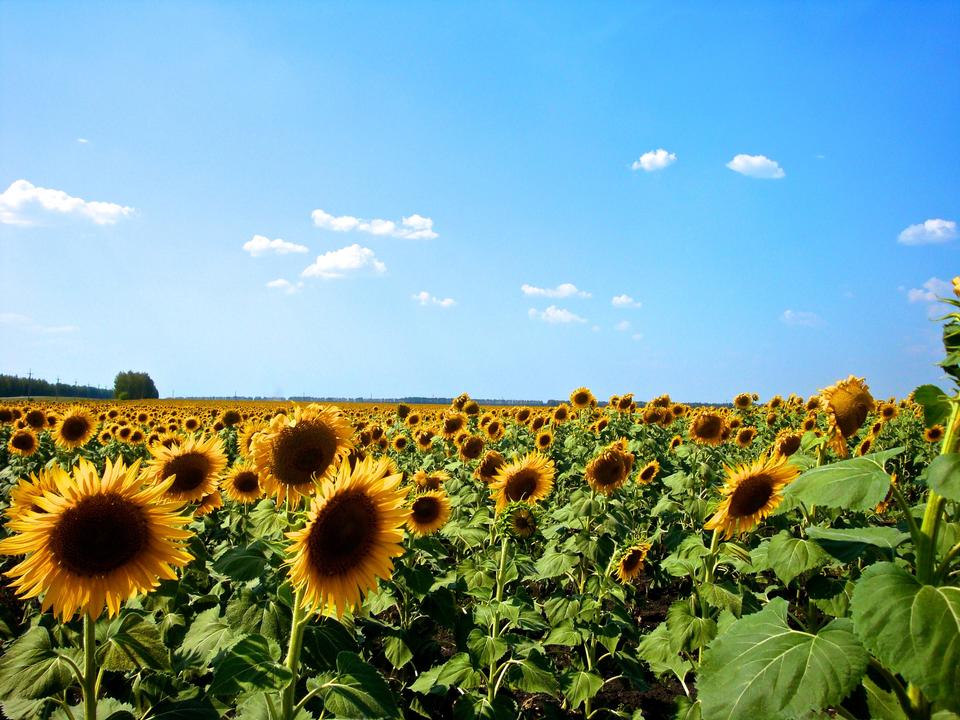 Free download high resolution image - free image free photo free stock image public domain picture  sunflowers field