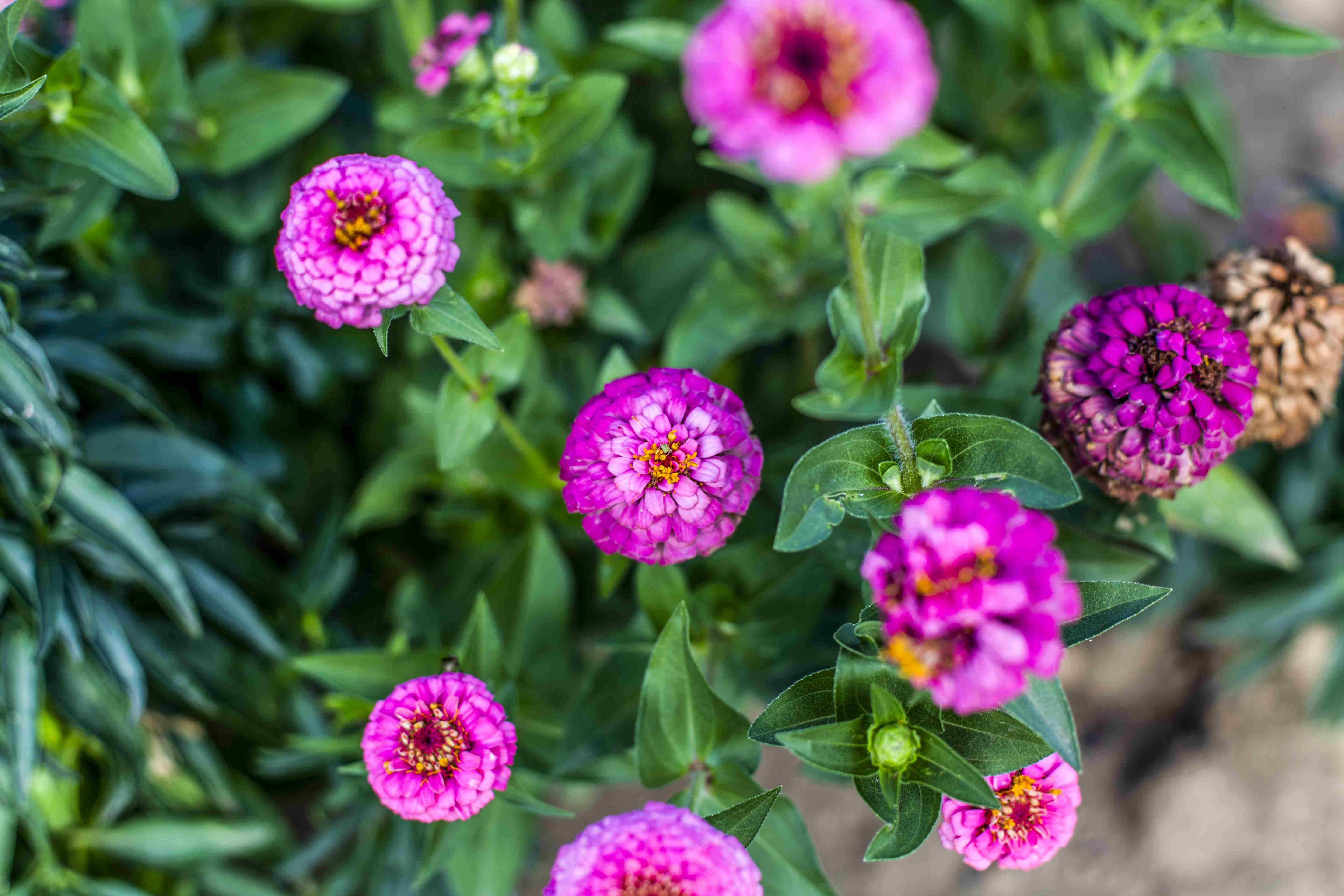 Free download high resolution image - free image free photo free stock image public domain picture -colourful spring flowers