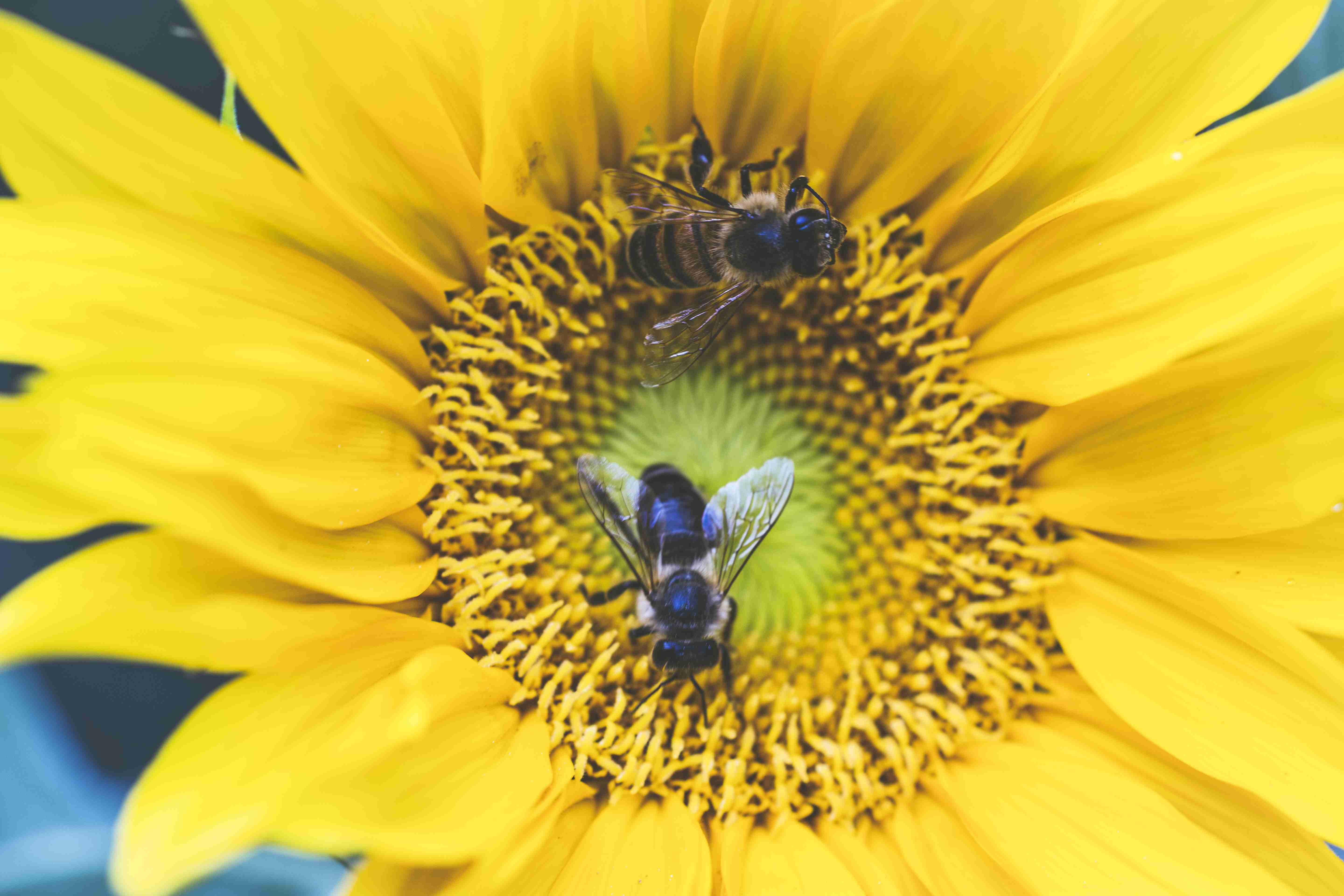 Free download high resolution image - free image free photo free stock image public domain picture -Sunflower with bee on sunflower field landscape