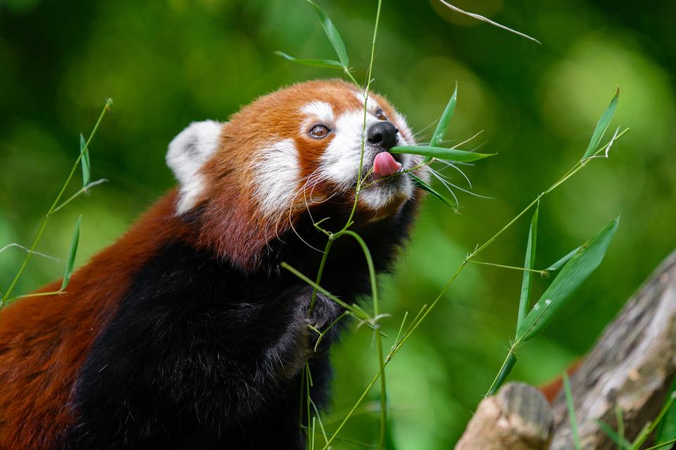 Free download high resolution image - free image free photo free stock image public domain picture  Red panda bear eating bamboo