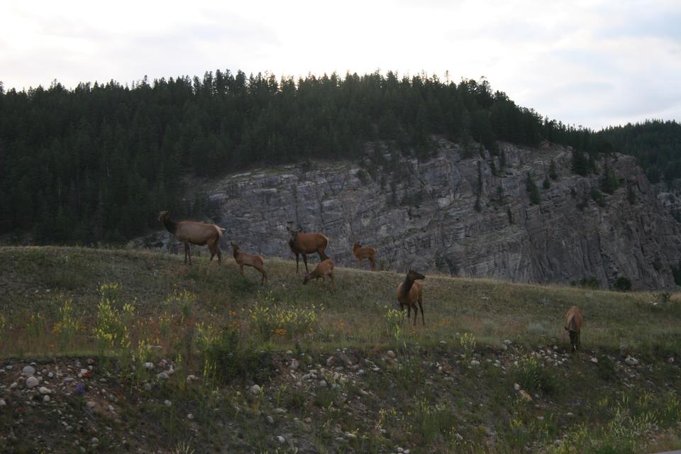 Free download high resolution image - free image free photo free stock image public domain picture  Deer in a forest, Jasper National Park, Alberta, Canada