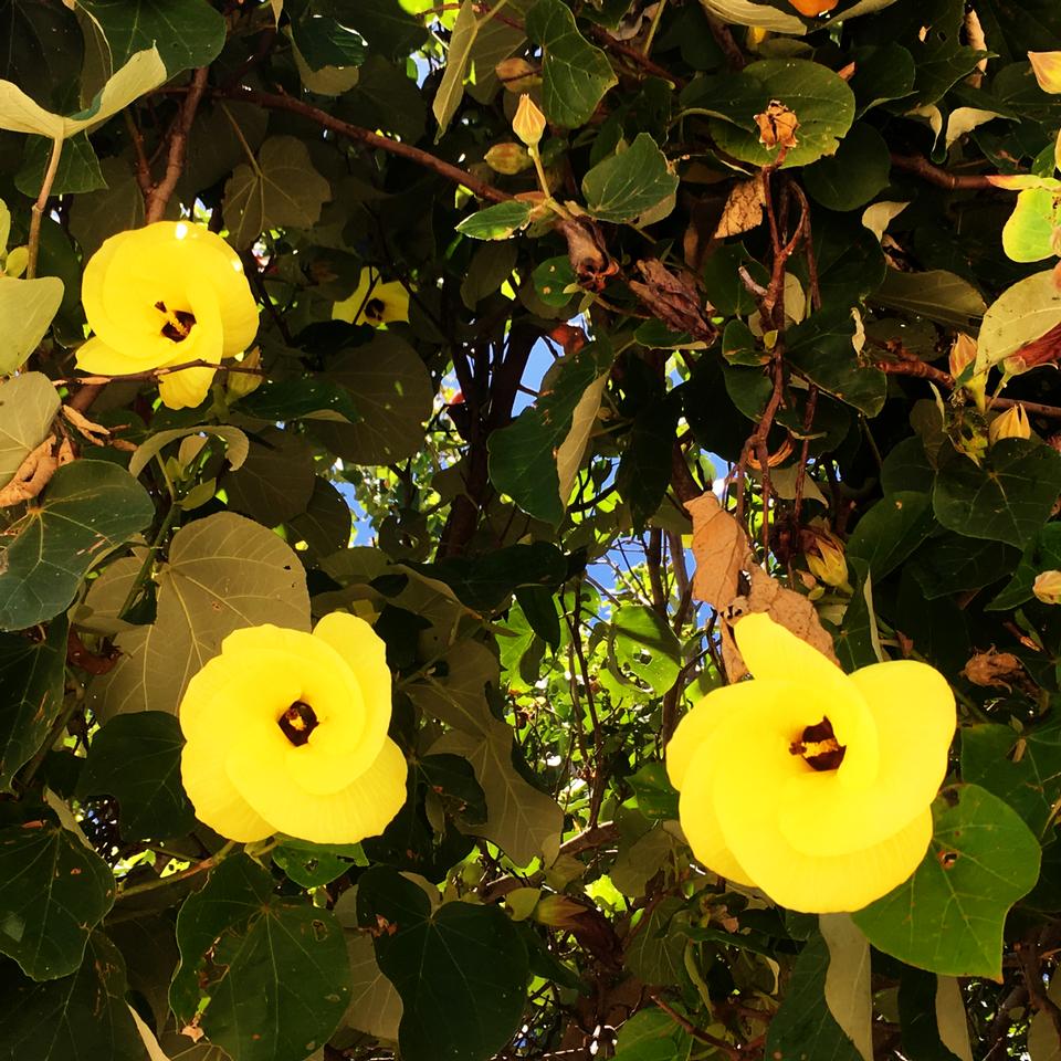 Free download high resolution image - free image free photo free stock image public domain picture  Moreton Bay Island Hibiscus, QLD Australia