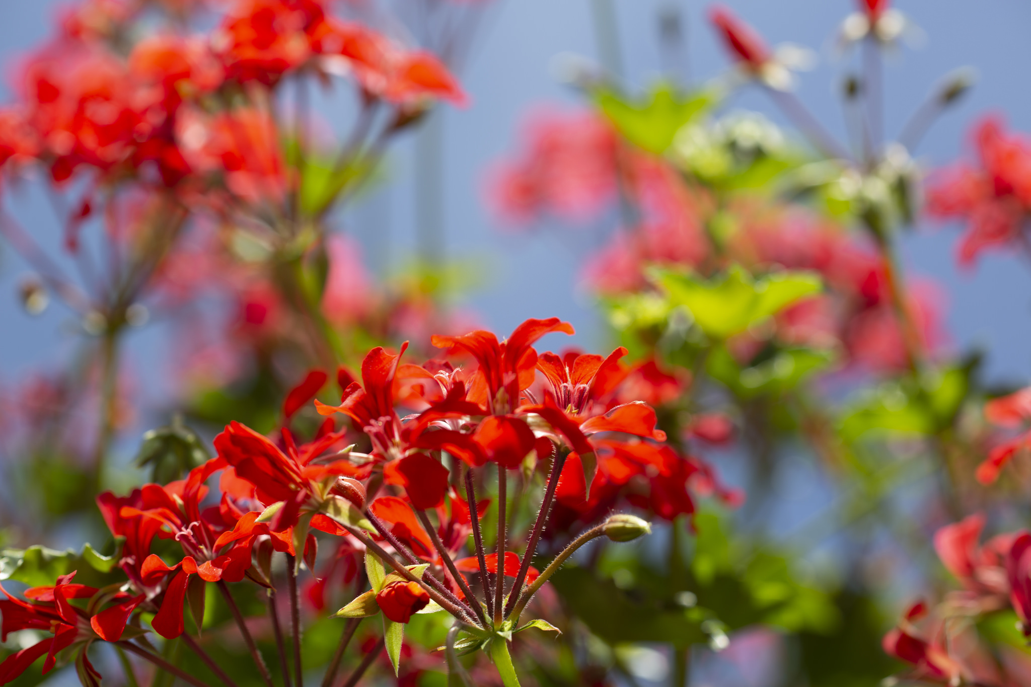 Free download high resolution image - free image free photo free stock image public domain picture -Blooming spring flowers