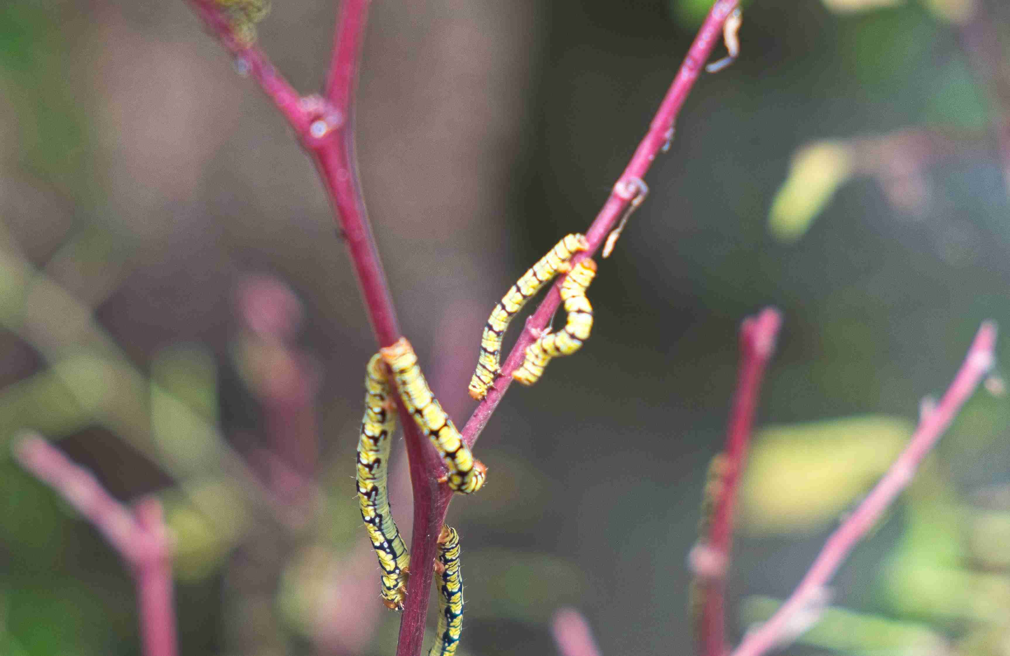 Free download high resolution image - free image free photo free stock image public domain picture -Catepillars