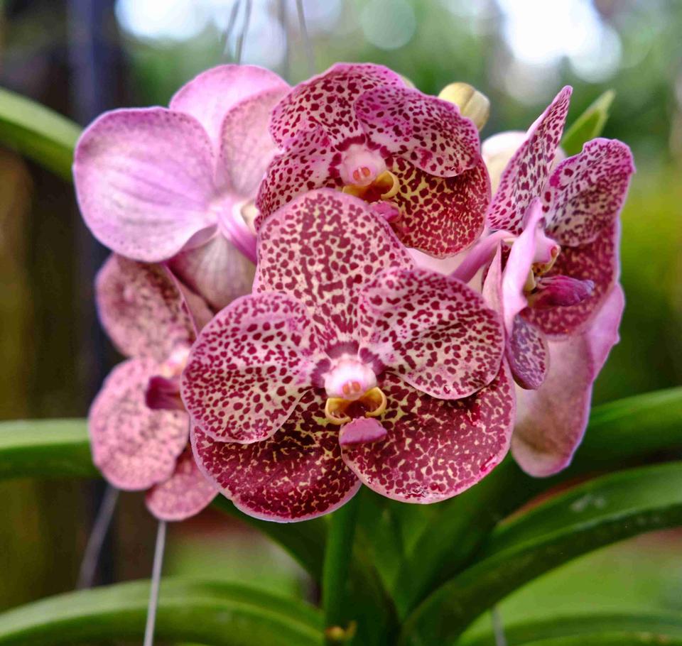 Free download high resolution image - free image free photo free stock image public domain picture  Orchid vanda - pink flowers