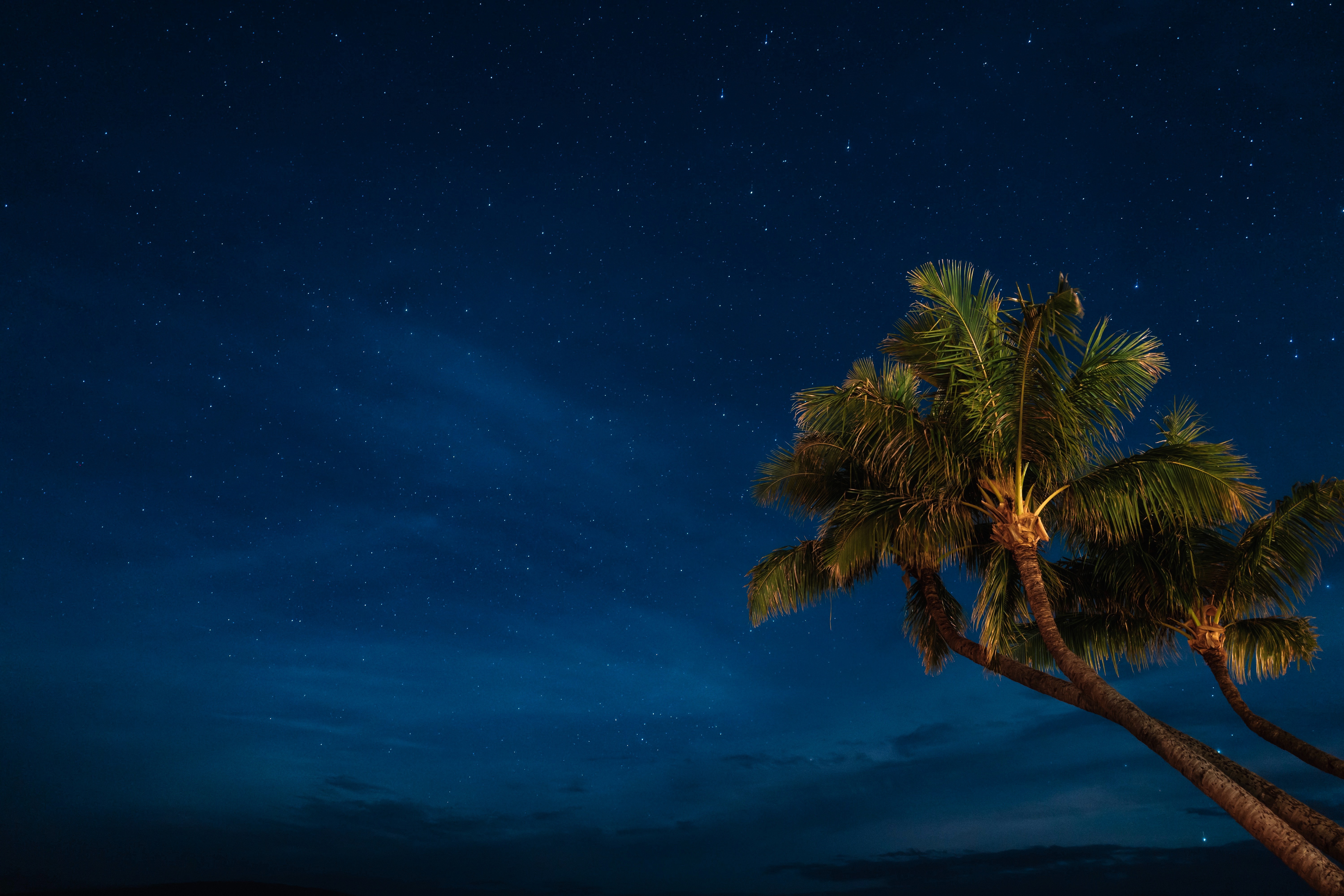 Free download high resolution image - free image free photo free stock image public domain picture -Trees