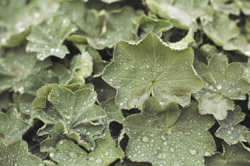 Free download high resolution image - free image free photo free stock image public domain picture  Green leaf with water drops