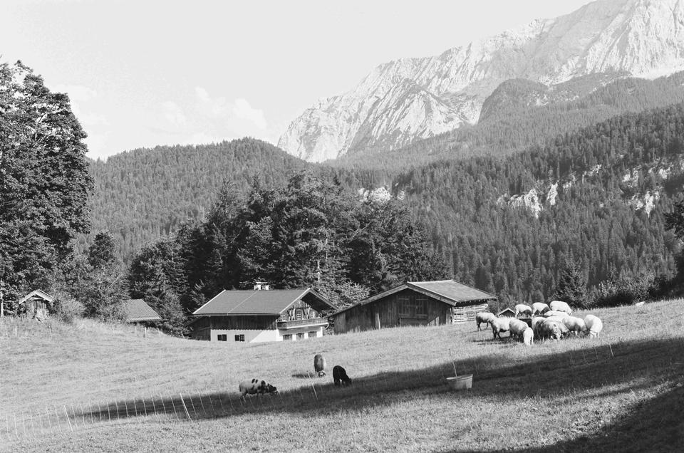 Free download high resolution image - free image free photo free stock image public domain picture  Dairy cows on a mountain meadow