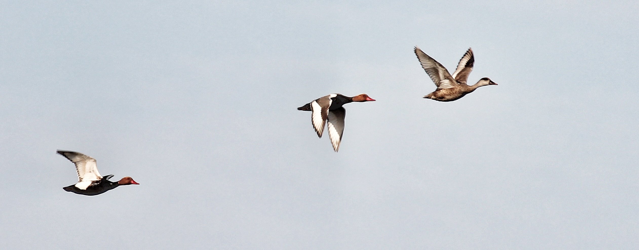 Free download high resolution image - free image free photo free stock image public domain picture -three stork flying in the blue sky