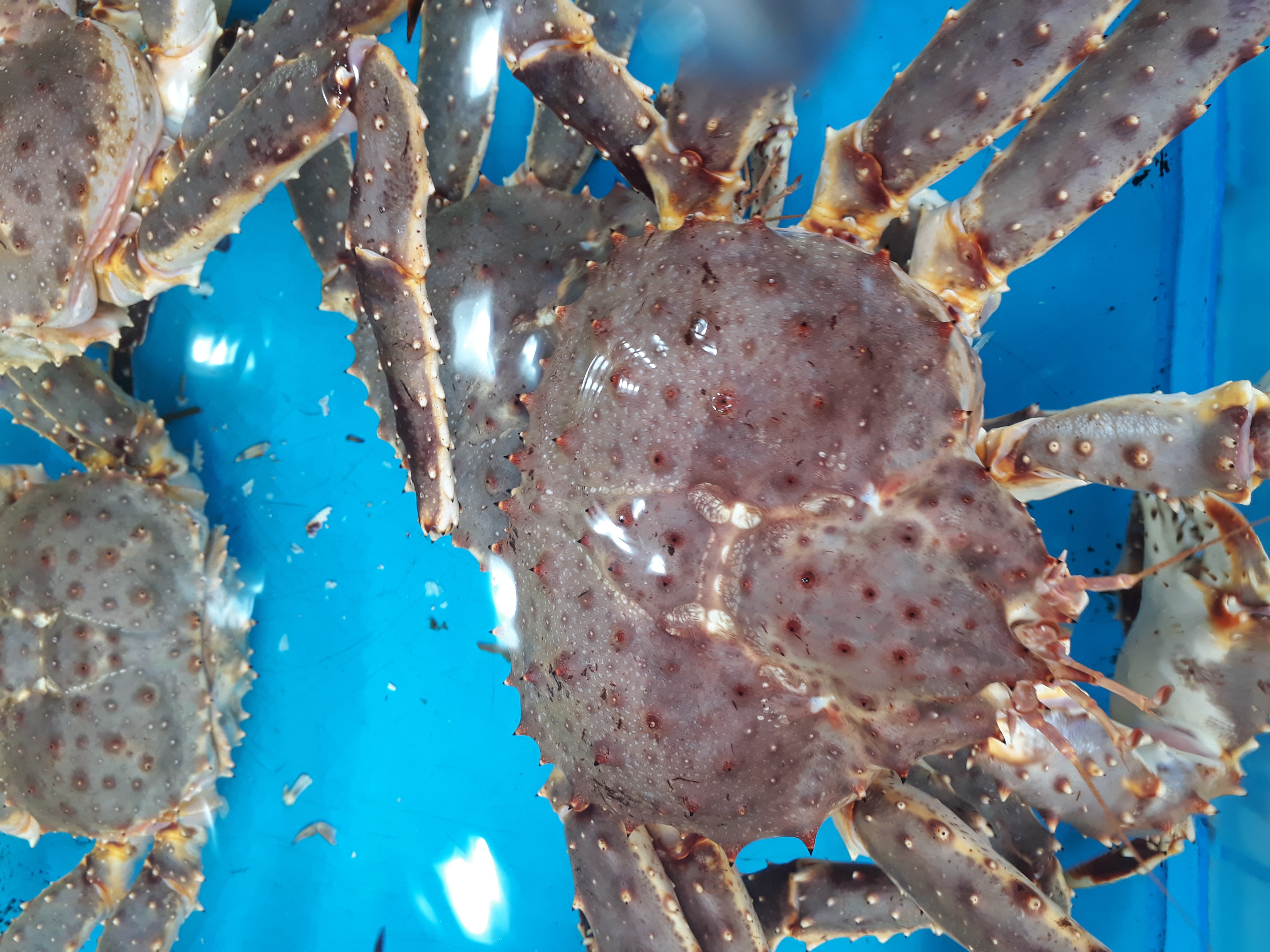 Free download high resolution image - free image free photo free stock image public domain picture -Raw Alaska King Crap in a basket at the Fish Market