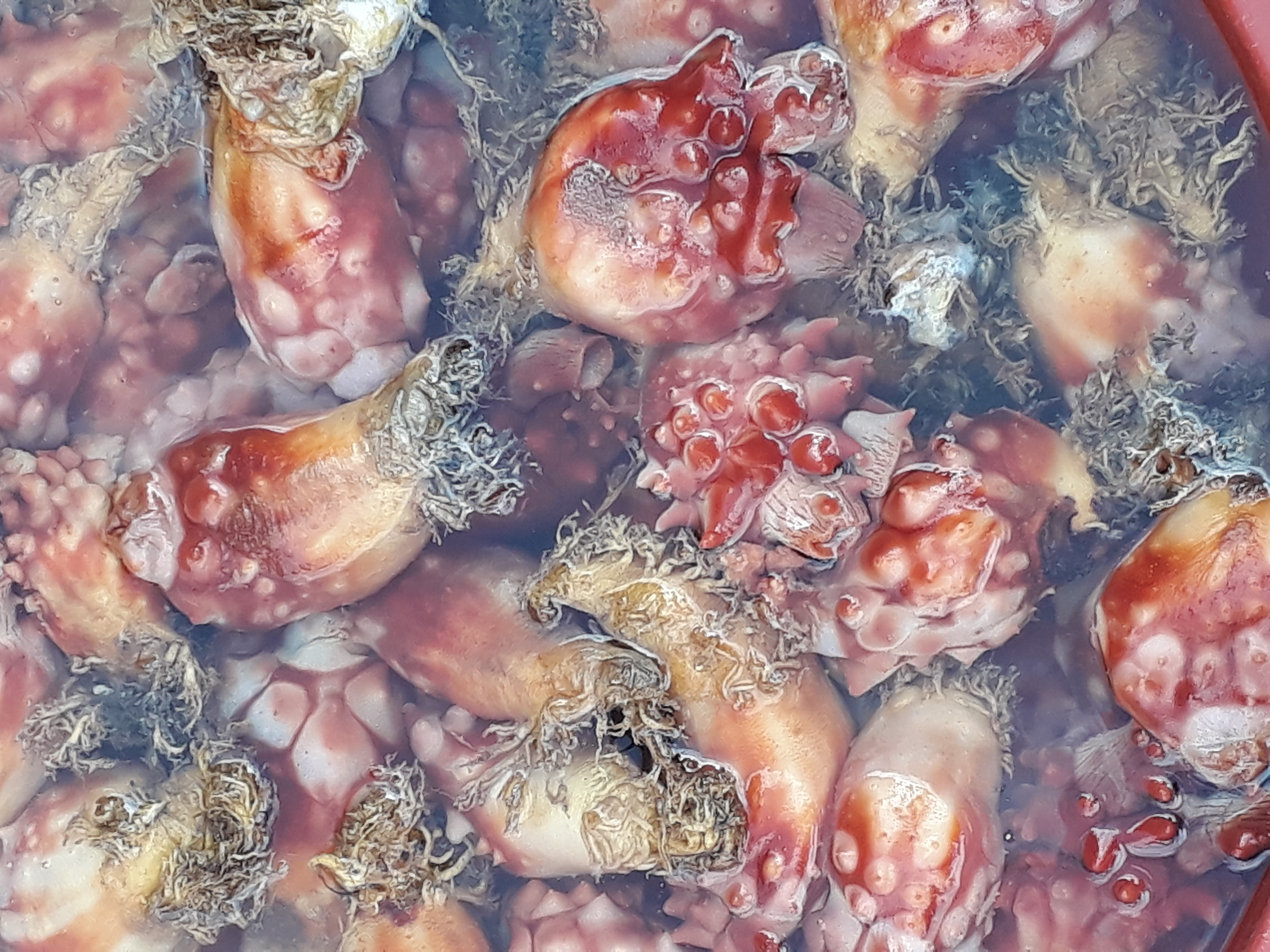 Free download high resolution image - free image free photo free stock image public domain picture -Sea squirts