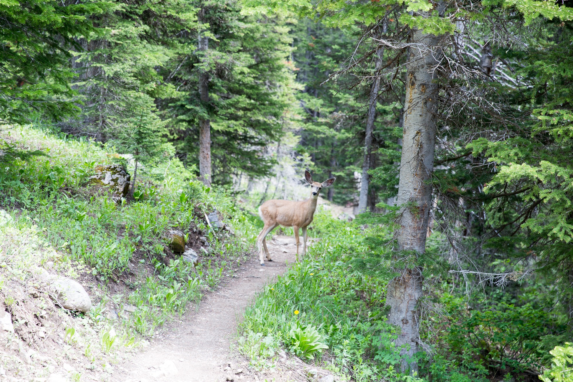 Free download high resolution image - free image free photo free stock image public domain picture -Granite Canyon in Grand Teton National Park