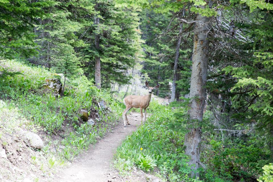 Free download high resolution image - free image free photo free stock image public domain picture  Granite Canyon in Grand Teton National Park