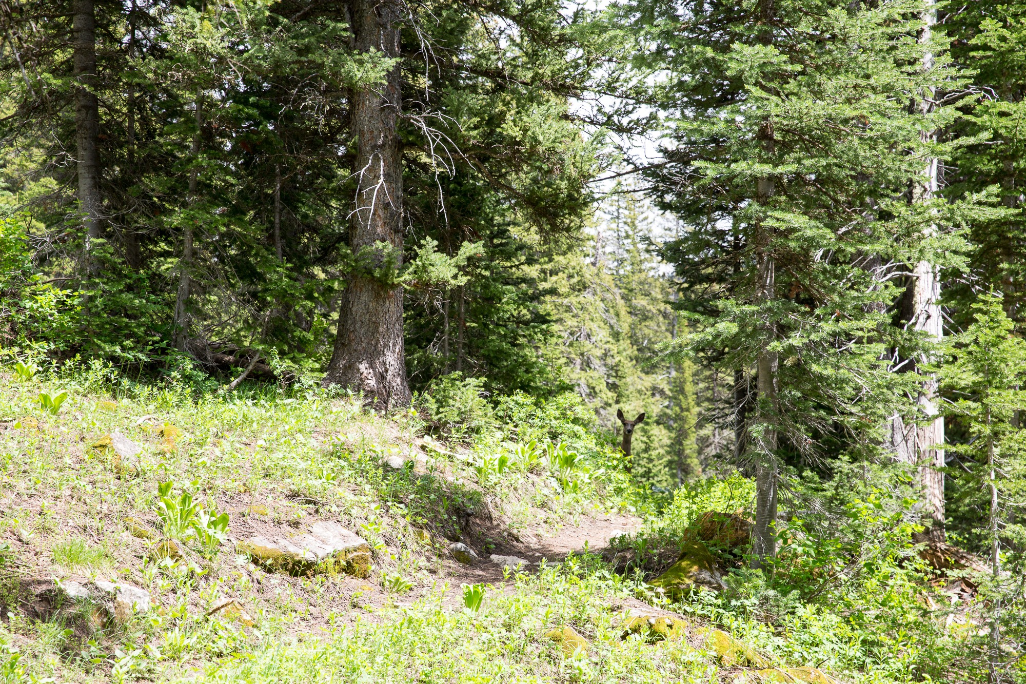 Free download high resolution image - free image free photo free stock image public domain picture -Granite Canyon in Grand Teton National Park