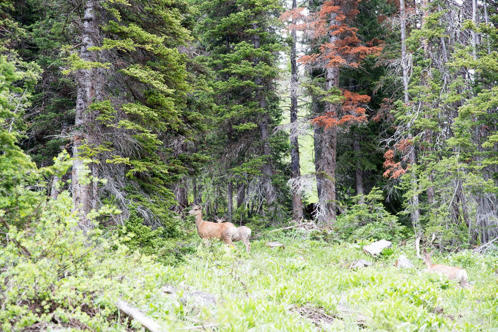 Free download high resolution image - free image free photo free stock image public domain picture -Granite Canyon in Grand Teton National Park