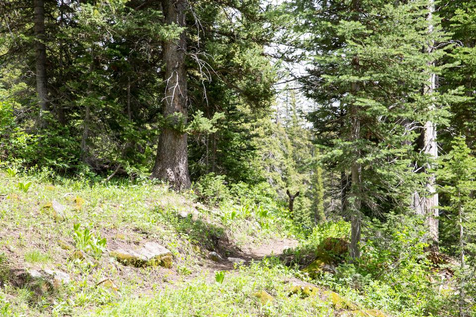 Free download high resolution image - free image free photo free stock image public domain picture  Granite Canyon in Grand Teton National Park