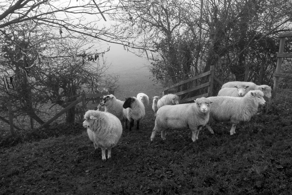 Free download high resolution image - free image free photo free stock image public domain picture  one black sheep in the herd of whites