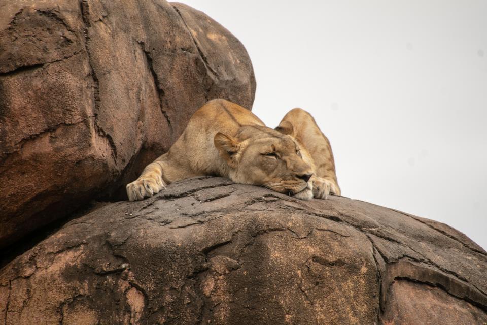 Free download high resolution image - free image free photo free stock image public domain picture  Lazy lion sleeping on rocks