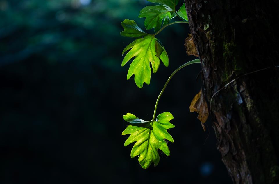 Free download high resolution image - free image free photo free stock image public domain picture  Green leaves background