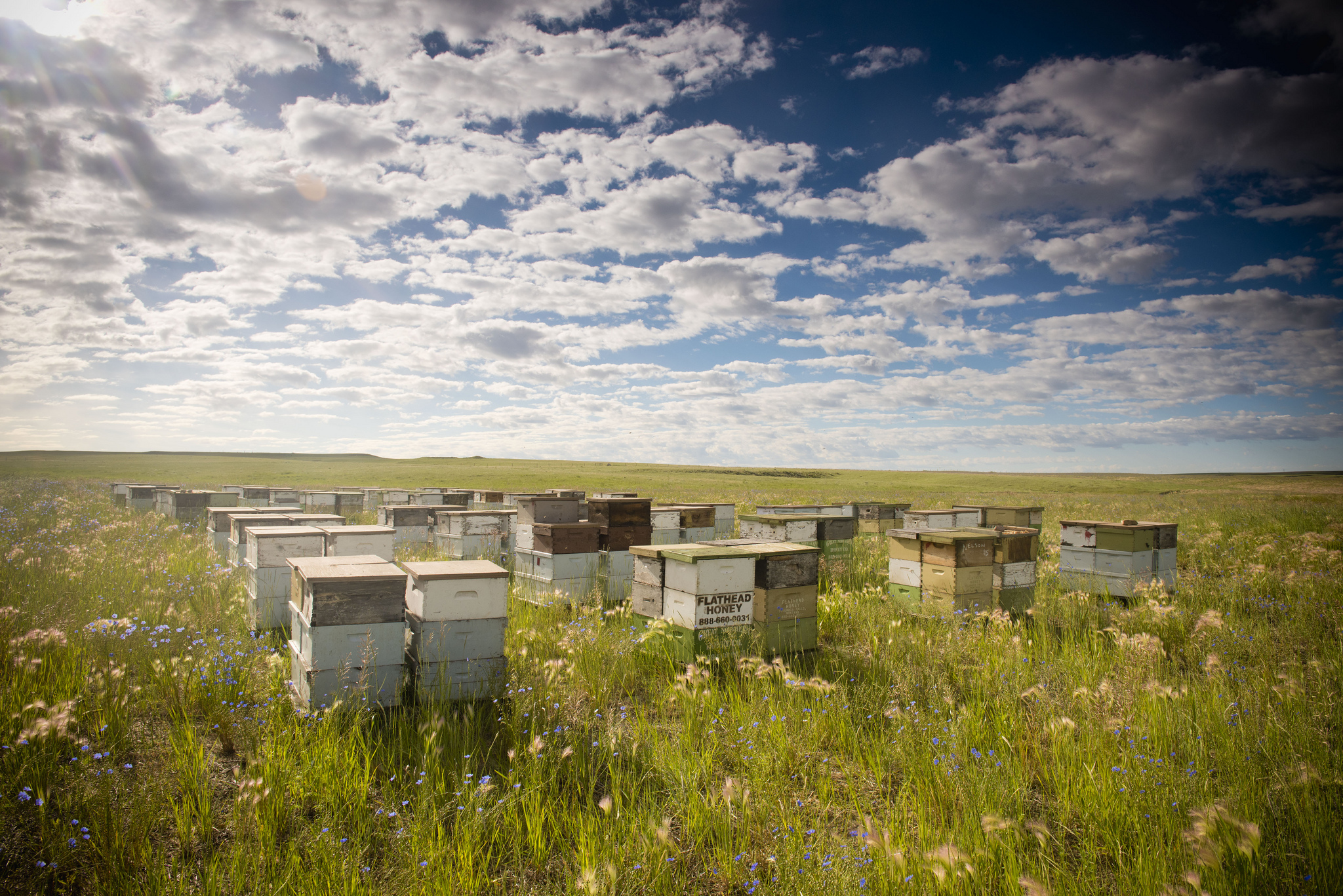 Free download high resolution image - free image free photo free stock image public domain picture -Wooden beehives on oilseed meadow