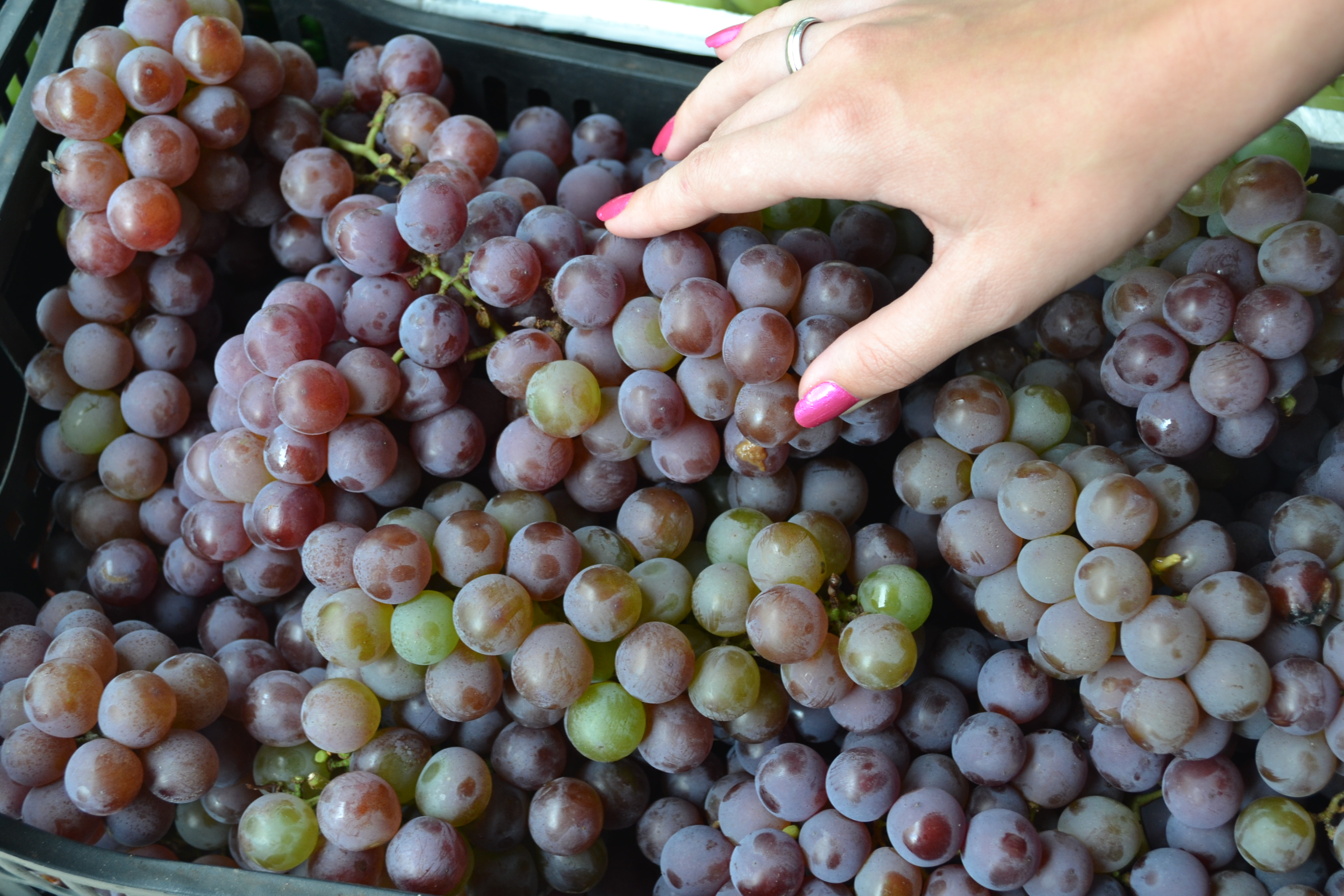 Free download high resolution image - free image free photo free stock image public domain picture -Grapes A lot of ripe grapes close-up