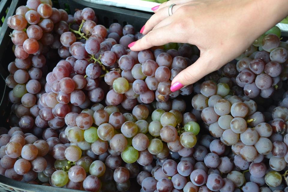 Free download high resolution image - free image free photo free stock image public domain picture  Grapes A lot of ripe grapes close-up