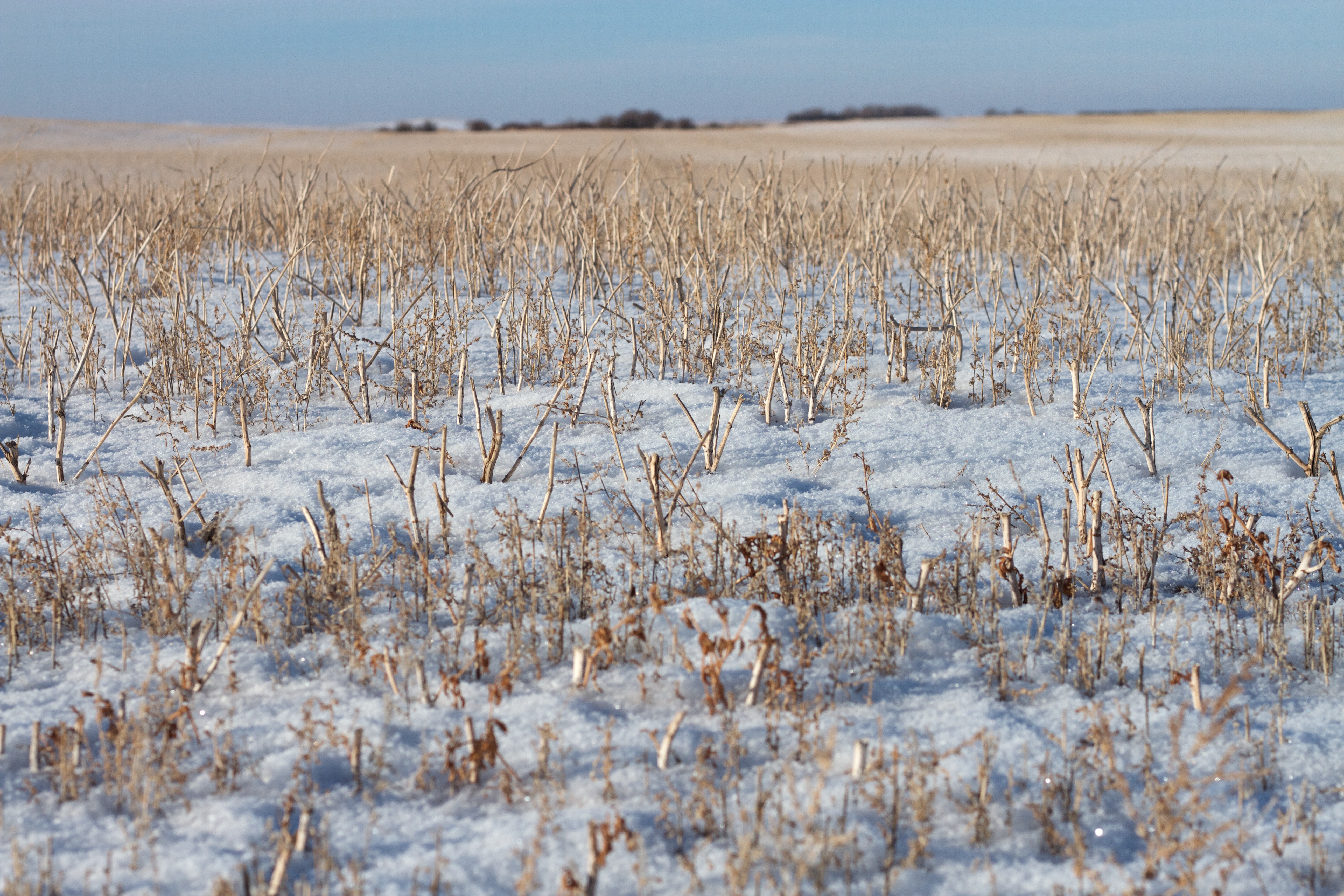 Free download high resolution image - free image free photo free stock image public domain picture -moody grass growing through snow