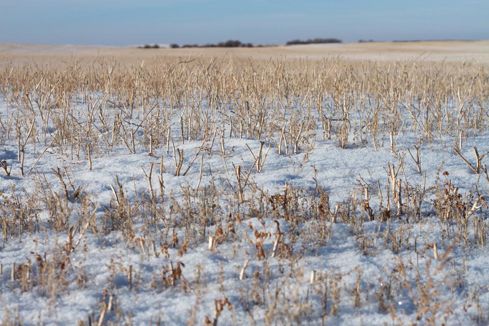 Free download high resolution image - free image free photo free stock image public domain picture  moody grass growing through snow