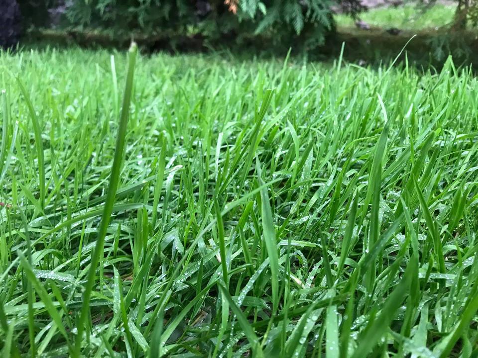 Free download high resolution image - free image free photo free stock image public domain picture  Water drops on fresh green grass