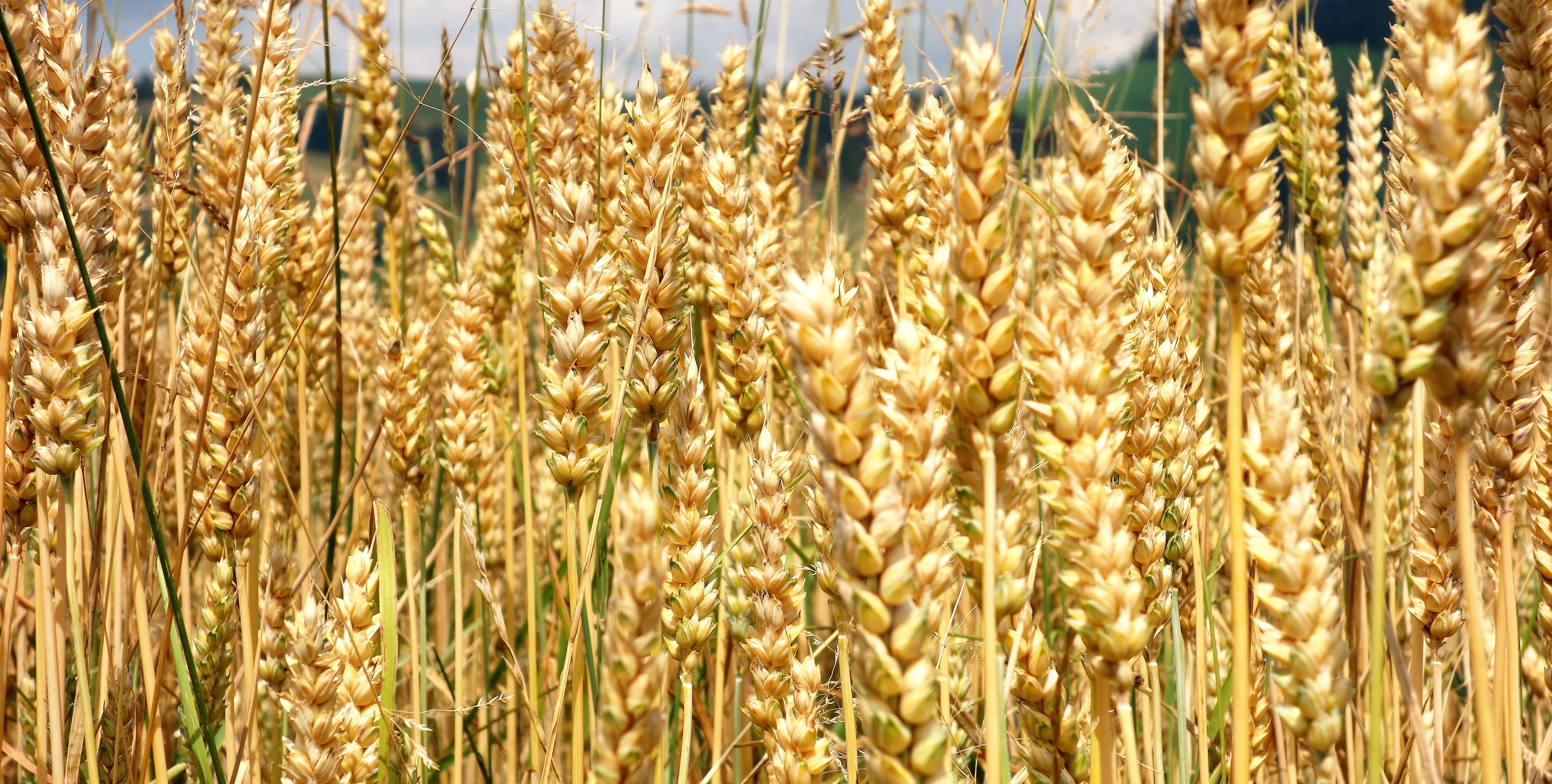 Free download high resolution image - free image free photo free stock image public domain picture -hop and barley field