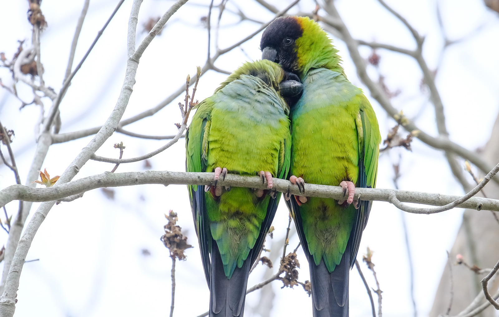 Free download high resolution image - free image free photo free stock image public domain picture -Green Quaker Parrot on a branch