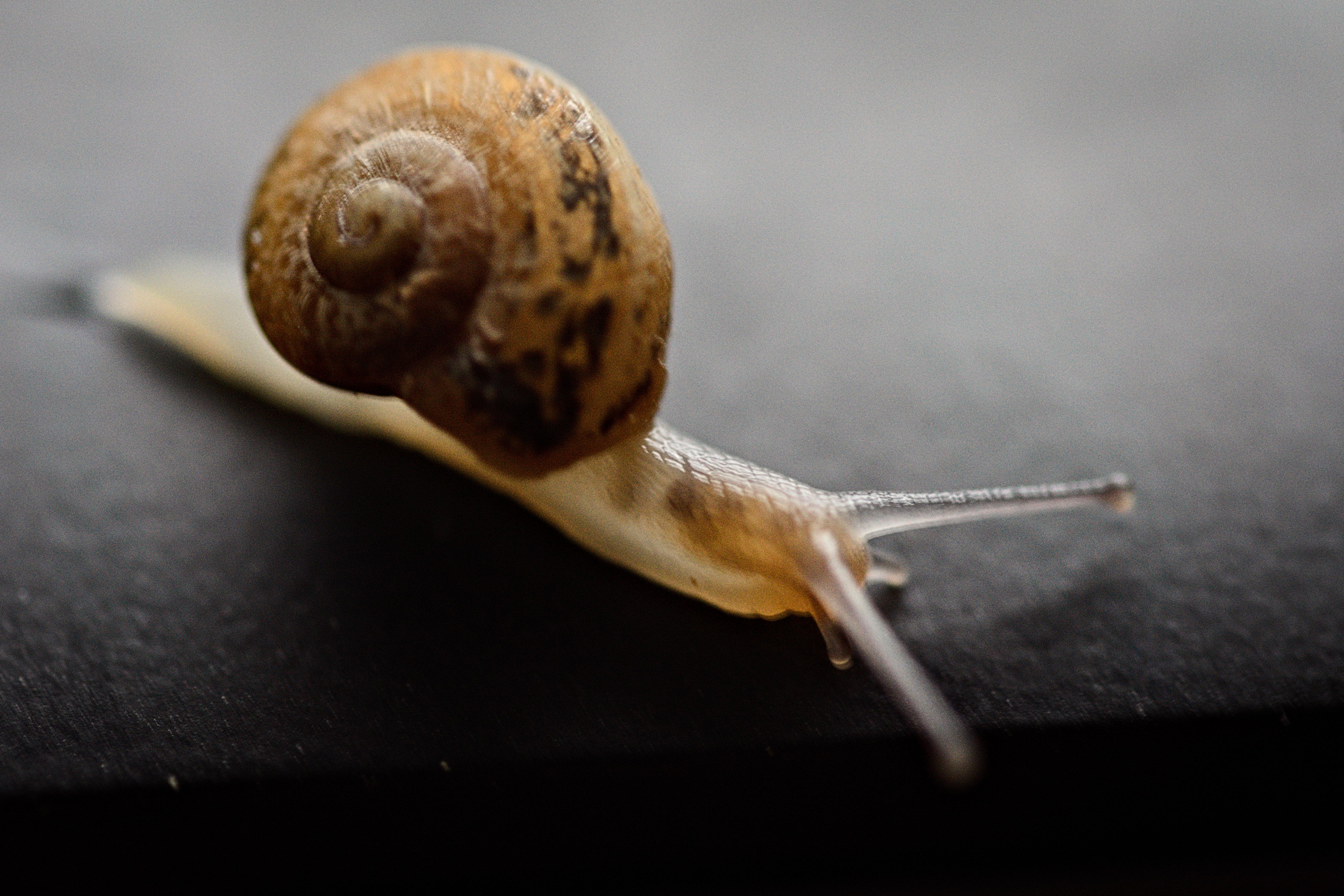 Free download high resolution image - free image free photo free stock image public domain picture -Snail Achatina on a dark background.