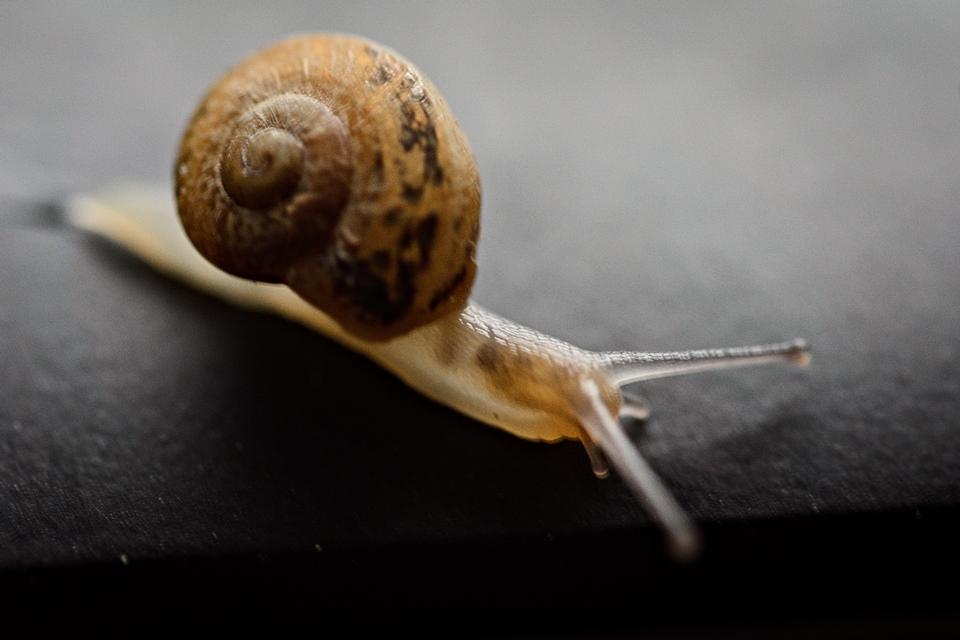 Free download high resolution image - free image free photo free stock image public domain picture  Snail Achatina on a dark background.