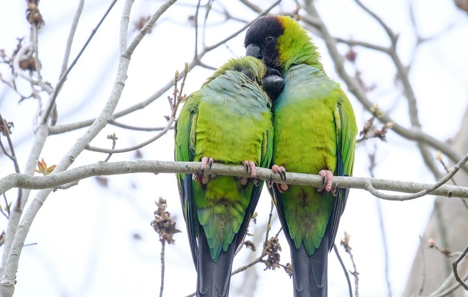 Free download high resolution image - free image free photo free stock image public domain picture  Green Quaker Parrot on a branch