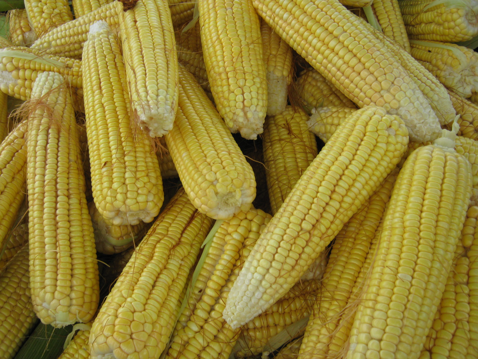 Free download high resolution image - free image free photo free stock image public domain picture -Fresh cooked maize from market