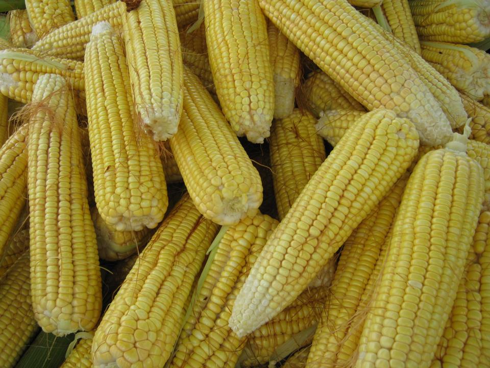 Free download high resolution image - free image free photo free stock image public domain picture  Fresh cooked maize from market