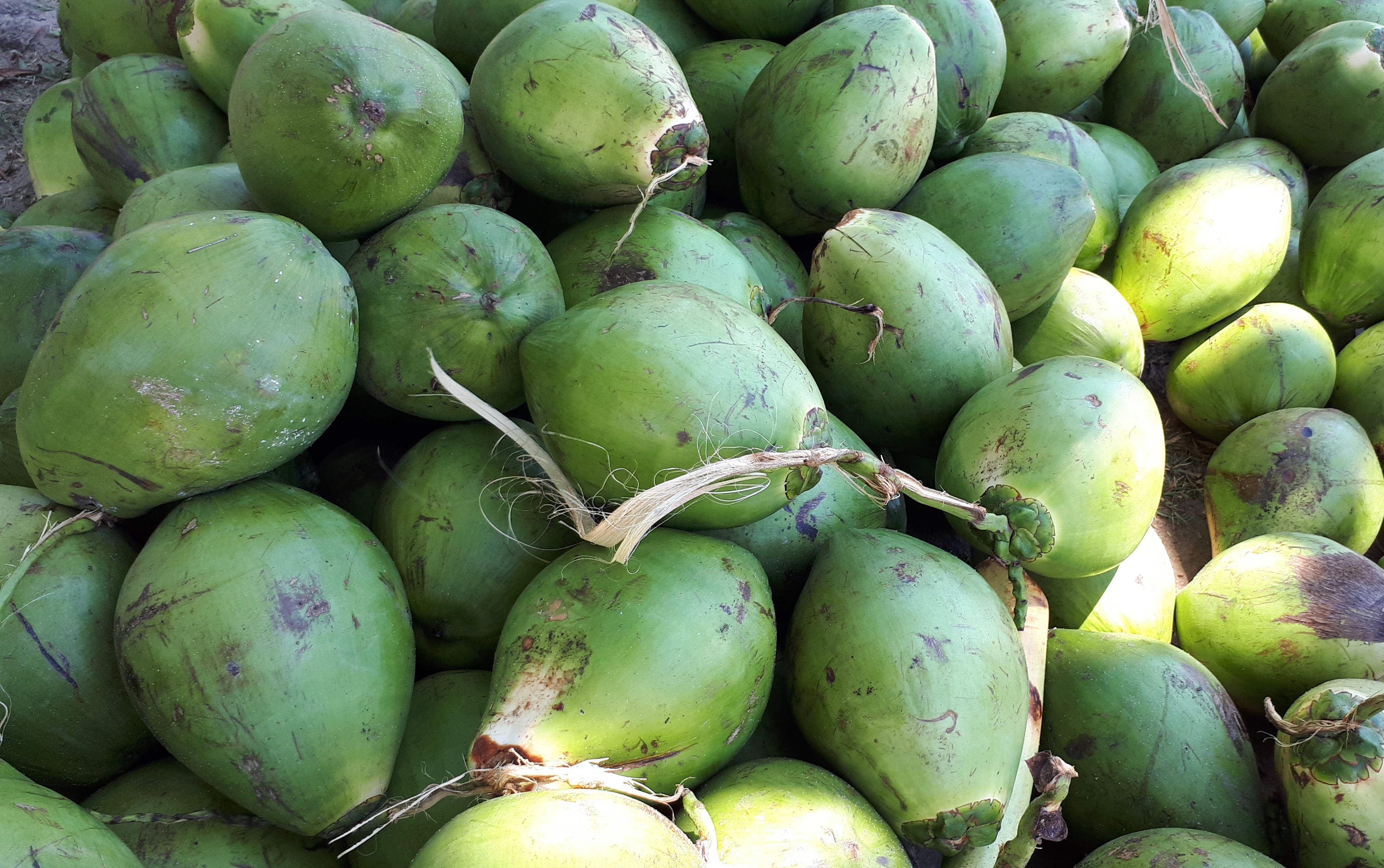 Free download high resolution image - free image free photo free stock image public domain picture -Stack of green coconuts